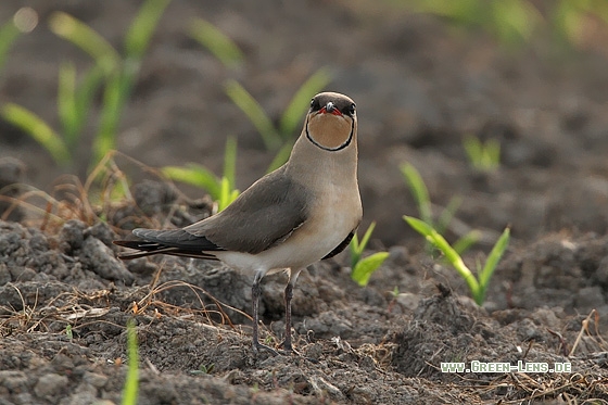 Rotflügel-Brachschwalbe - Copyright Stefan Pfützke