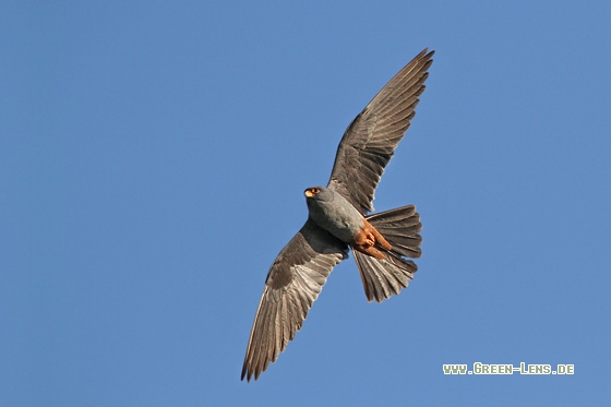 Rotfußfalke - Copyright Stefan Pfützke