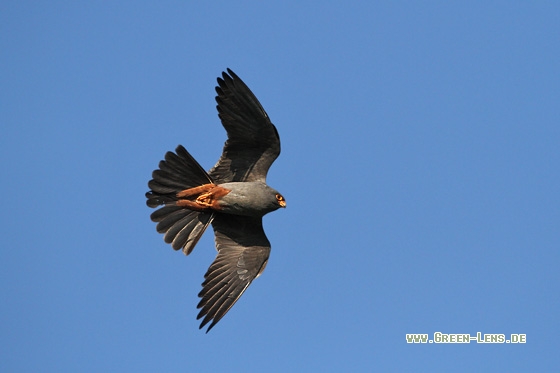 Rotfußfalke - Copyright Stefan Pfützke