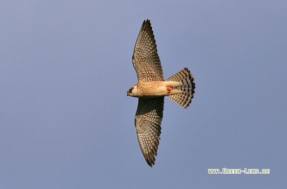 Rotfußfalke - Copyright Stefan Pfützke