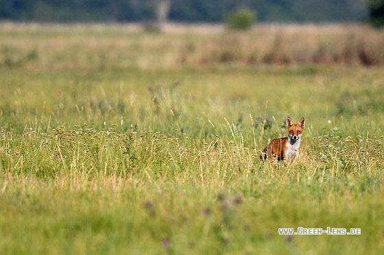 Rotfuchs - Copyright Stefan Pfützke