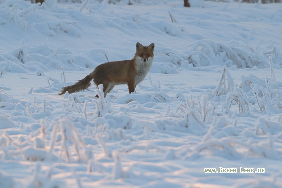 Rotfuchs - Copyright Stefan Pfützke