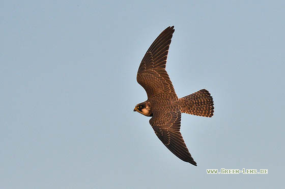 Rotfußfalke - Copyright 