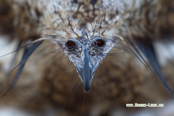 Rothals-Ziegenmelker - Copyright Mathias Putze