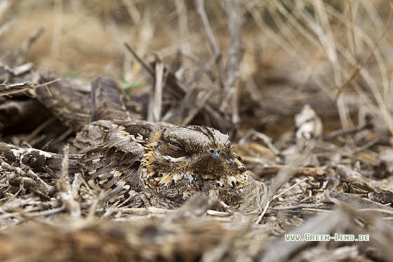 Â Rothals-Ziegenmelker - Copyright Mathias Putze