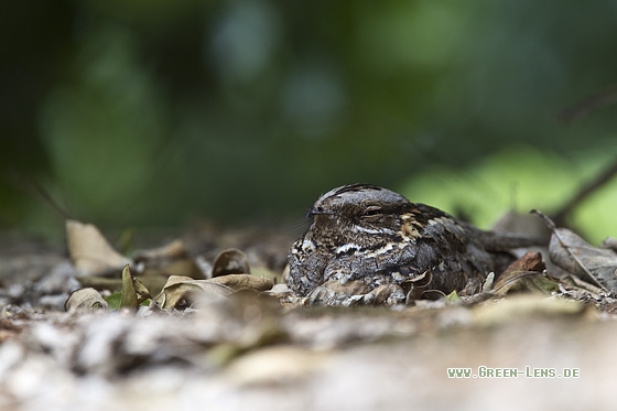 Rothals-Ziegenmelker - Copyright Mathias Putze