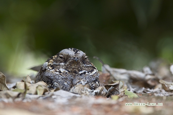 Rothals-Ziegenmelker - Copyright Mathias Putze