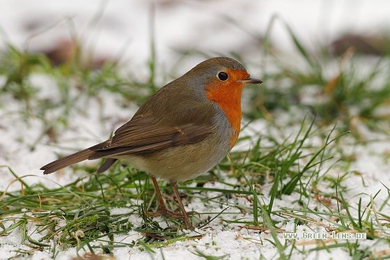 Rotkehlchen - Copyright Stefan Pfützke