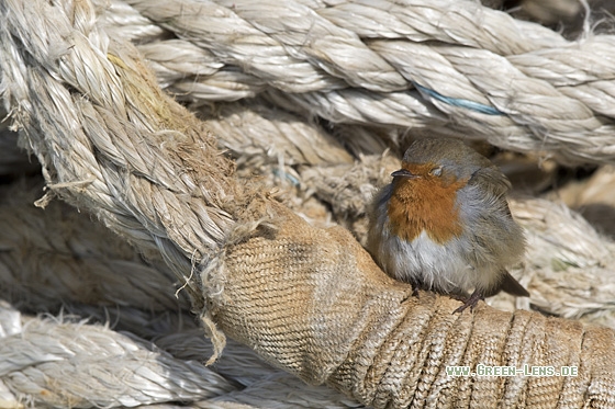 Rotkehlchen - Copyright Mathias Putze