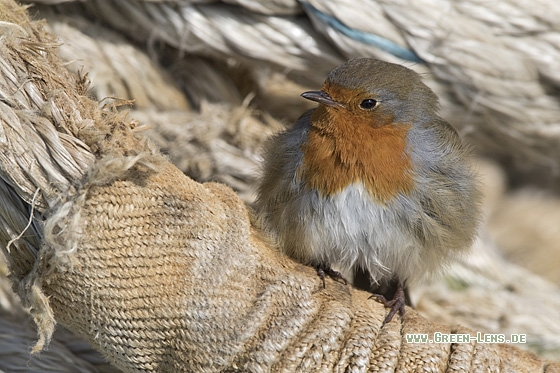 Rotkehlchen - Copyright Mathias Putze