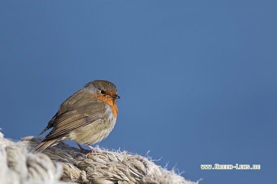 Rotkehlchen - Copyright Mathias Putze