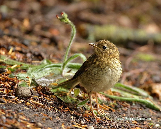 Rotkehlchen - Copyright Stefan Pfützke