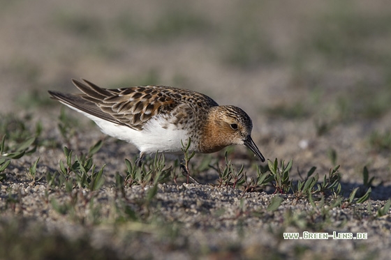 Rotkehl-Strandläufer - Copyright Mathias Putze