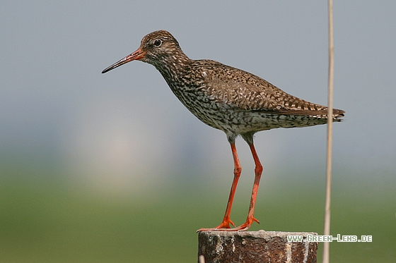 Rotschenkel - Copyright Stefan Pfützke