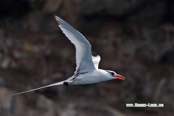 Rotschnabel-Tropikvogel - Copyright Stefan Pfützke