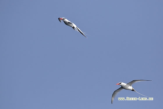 Rotschnabel-Tropikvogel - Copyright Stefan Pfützke