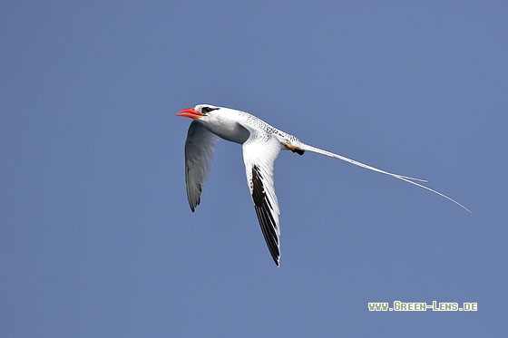 Rotschnabel-Tropikvogel - Copyright Stefan Pfützke