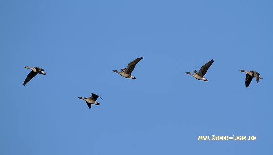 Tundrasaatgans - Copyright Stefan Pfützke