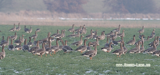 Blässgans, Tundrasaatgans - Copyright Stefan Pfützke