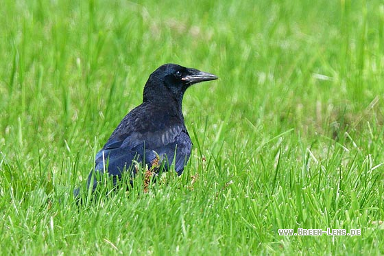 Saatkrähe - Copyright 