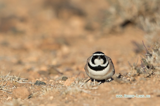 Saharaohrenlerche - Copyright Mathias Putze