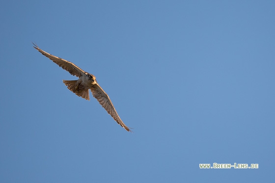 Würgfalke - Copyright Mathias Putze