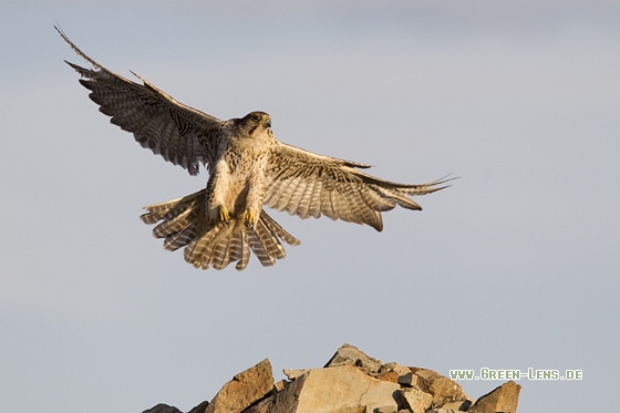 Würgfalke - Copyright Mathias Putze