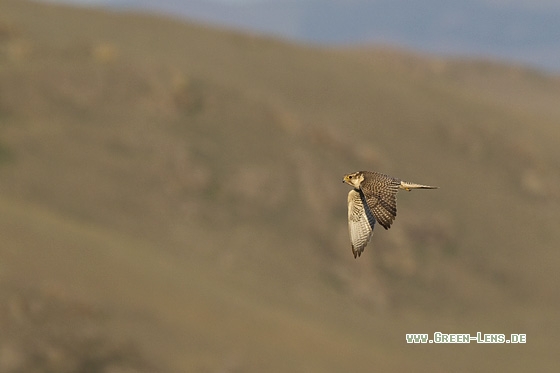 Würgfalke - Copyright Mathias Putze