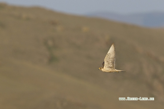 Würgfalke - Copyright Mathias Putze