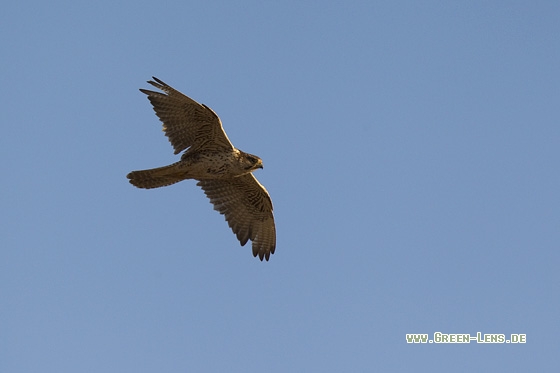 Würgfalke - Copyright Mathias Putze