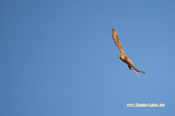 Würgfalke - Copyright Mathias Putze