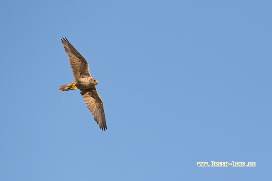 Würgfalke - Copyright Mathias Putze