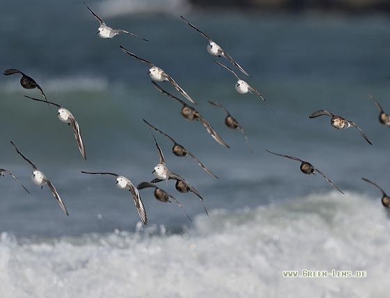 Sanderling - Copyright Stefan Pfützke