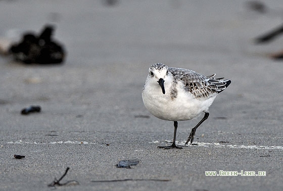 Sanderling - Copyright Stefan Pfützke