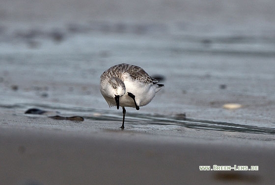 Sanderling - Copyright Stefan Pfützke