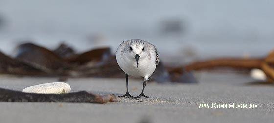 Sanderling - Copyright Stefan Pfützke