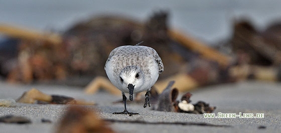 Sanderling - Copyright Stefan Pfützke