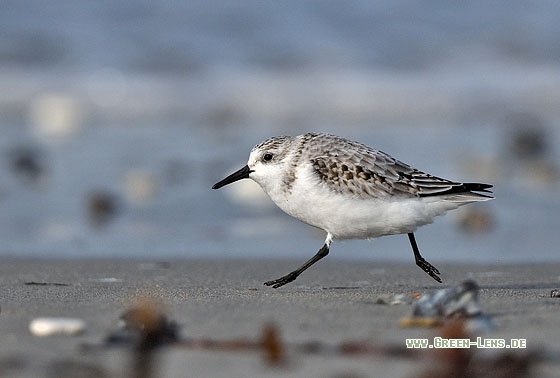 Sanderling - Copyright Stefan Pfützke