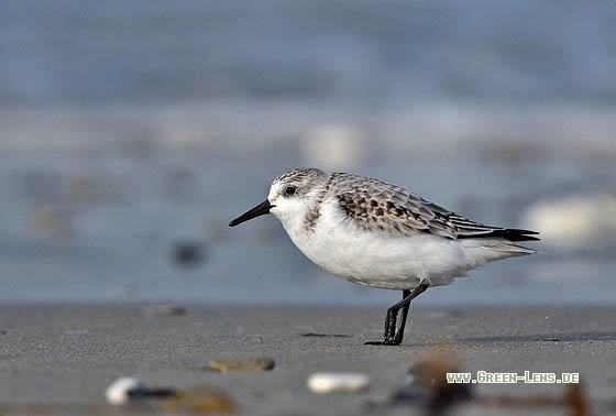 Sanderling - Copyright Stefan Pfützke