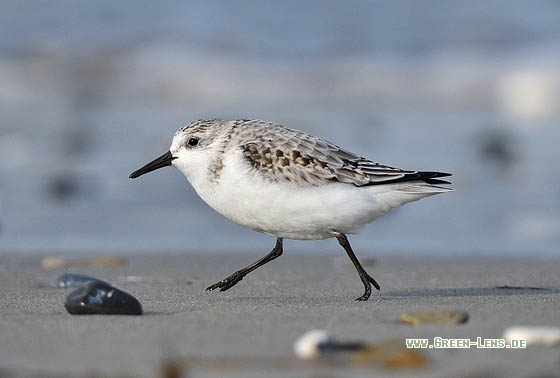 Sanderling - Copyright Stefan Pfützke