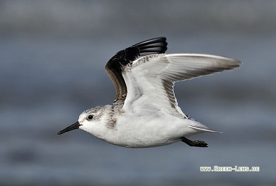 Sanderling - Copyright Stefan Pfützke