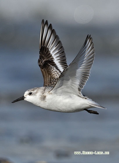 Sanderling - Copyright Stefan Pfützke