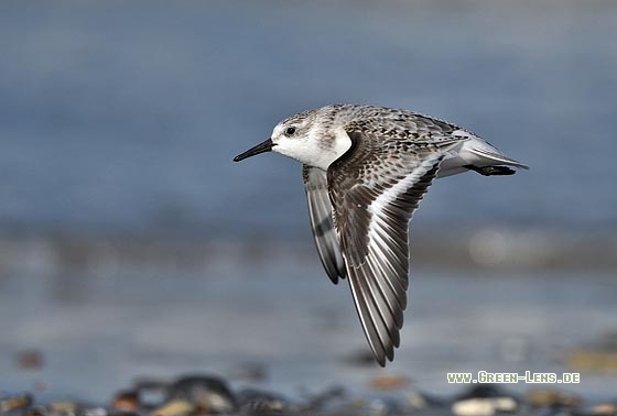 Sanderling - Copyright Stefan Pfützke