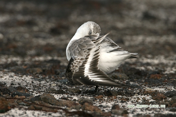 Sanderling - Copyright Stefan Pfützke