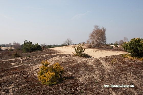 Sandheide - Copyright Mathias Putze