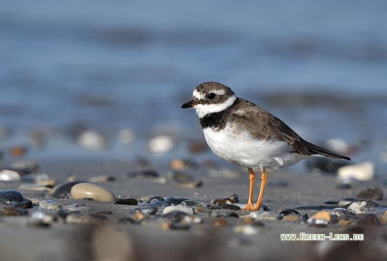 Sandregenpfeifer - Copyright Stefan Pfützke