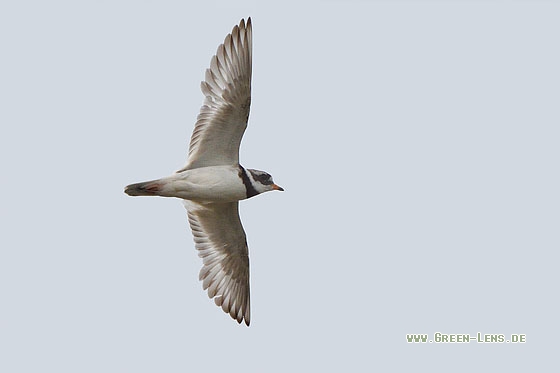 Sandregenpfeifer - Copyright Stefan Pfützke