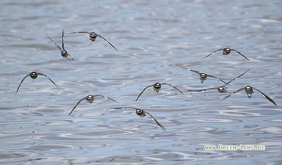 Sandregenpfeifer - Copyright Stefan Pfützke