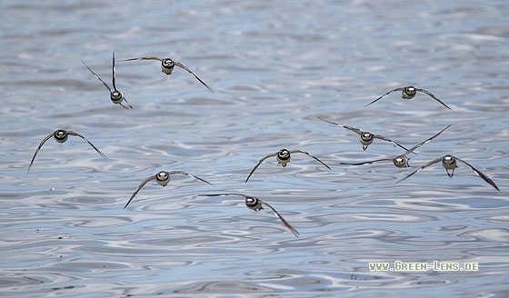 Sandregenpfeifer - Copyright Stefan Pfützke