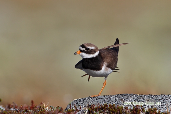 Sandregenpfeifer - Copyright Stefan Pfützke
